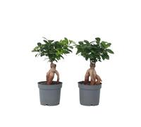 Plant in a Box - Bonsaï Ficus Ginseng - Set de 2 - Plante d'intérieur - Pot 12cm - Hauteur 30-40cm