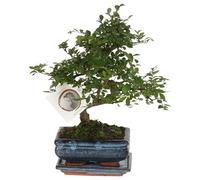 Plant in a Box - Bonsai 'Zelkova' - En forme de S - Hauteur 20-30cm - Taille du pot 15cm