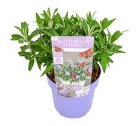 Plant in a Box - Buddleja Candy 'Petite Lila' - Buddleja davidii - Buisson à papillons rustique - Fleurs lilas - Pot 19cm - Hauteur 30-40cm
