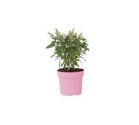 Plant in a Box - Buddleja Candy 'Petite rose' - Buddleja davidii - Arbre à papillons rustique - Fleurs Rose - Pot 19cm - Hauteur 30-40cm
