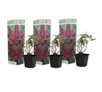 Plant in a Box - Buddleja davidii 'Délice rose' - Set de 3 - Arbuste à papillons résistant à l'hiver pour le jardin - Pot 9cm - Hauteur 25-40cm
