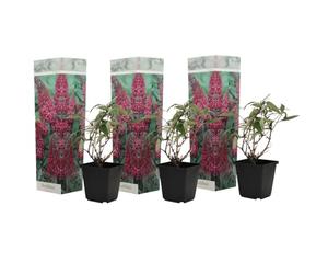 Plant in a Box - Buddleja davidii 'Délice rose' - Set de 3 - Arbuste à papillons résistant à l'hiver pour le jardin - Pot 9cm - Hauteur 25-40cm