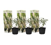 Plant in a Box - Buddleja davidii 'Profusion blanche' - Set de 3 - Arbuste à papillons vivace pour le jardin - Pot 9cm - Hauteur 25-40cm