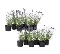 Plant in a Box - Buisson de lavande - Set de 12 - Lavandula angustifolia - Pot 10,5cm - Hauteur 10-15cm