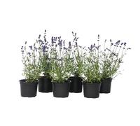 Plant in a Box - Buisson de lavande - Set de 6 - Lavandula angustifolia - Pot 10,5cm - Hauteur 10-15cm