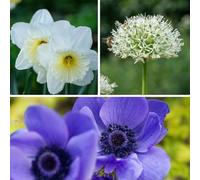 Plant in a Box - Bulbes - 35 pièces - Coffret Sunny Garden - Anémone, Allium, Narcisse