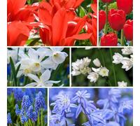 Plant in a Box - Bulbes à fleurs de Hollande - Lot de 250 - Mélange Joyeux de Bulbes à Fleurs - Tulipe - Jonquille - Scille - Allium