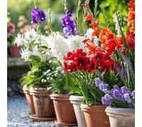 Plant in a Box - Bulbes de Hollande - 125 pièces - Bulbes à fleurs - Mélange de 5 fleurs différentes - Dahlias, Gladiolus, Freesias, Triteleia - Plantez votre jardin d'été au printemps