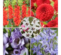 Plant in a Box - Bulbes de Hollande - 125 pièces - Bulbes à fleurs - Mélange de 5 fleurs différentes - Dahlias, Gladiolus, Freesias, Triteleia - Plantez votre jardin d'été au printemps