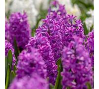 Plant in a Box - Bulbes de jacinthes - Lot de 10 - Hyacinthus 'Purple Voice' - Violet intense - Parfumées - Floraison au printemps - Pour jardin & pot