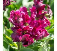 Plant in a Box - Bulbes de tulipes - Lot de 14 - Tulipa Parrot 'Negrita' - Bulbes à fleurs pour jardin, terrasse ou balcon