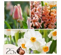 Plant in a Box - Bulbes x25 - Narcisse, tulipe, jacinthe - Blanc/pêche - Coloriez votre jardin 'Peach Blush' - Fleurs de printemps - Plantation d’automne