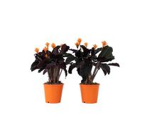 Plant in a Box - Calathéa crocata 'Tassmania' - Purificateur d'air - Set de 2 - plantes d'intérieur - Plante paon - Pot 14cm - Hauteur 40-50cm