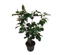 Plant in a Box - Camellia japonica 'Bonomiana' - Rose japonaise - Plante de camélia résistante au froid - Pot 15cm - Hauteur 50-60cm