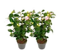 Plant in a Box - Camellia japonica 'Bonomiana' - Set de 2 - Rose japonaise - Plante de camélia résistante au froid - Pot 15cm - Hauteur 50-60cm