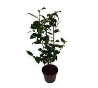 Plant in a Box - Camellia japonica 'Brushfield Jaune' - Rose japonaise - Plante de camélia résistante au froid - Pot 15cm - Hauteur 50-60cm