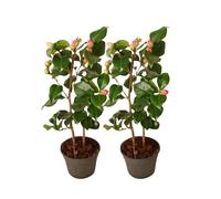 Plant in a Box - Camellia japonica 'Dr. King' - Set de 2 - Rose japonaise - Plante de camélia résistante au froid - Pot 15cm - Hauteur 50-60cm