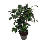 Plant in a Box - Camellia japonica 'Lady Campbell' - Rose japonaise - Plante de camélia résistante au froid - Pot 15cm - Hauteur 50-60cm