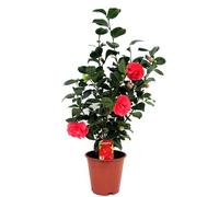 Plant in a Box - Camellia japonica 'Lady Campbell' - Rouge - Plante vivace - Rose japonaise - Plante de jardin - Pot 19cm - Hauteur 60-70cm