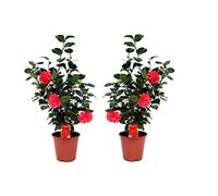 Plant in a Box - Camellia japonica 'Lady Campbell' - Rouge - Set de 2 - Plante vivace - Rose japonaise - Plante de jardin - Pot 19cm - Hauteur 60-70cm