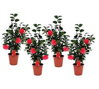 Plant in a Box - Camellia japonica 'Lady Campbell' - Rouge - Set de 4 - Plante vivace - Rose japonaise - Plante de jardin - Pot 19cm - Hauteur 60-70cm