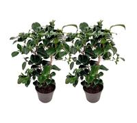 Plant in a Box - Camellia japonica 'Lady Campbell'- Set de 2 - Rose japonaise - Plante de camélia résistante au froid - Pot 15cm - Hauteur 50-60cm