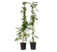 Plant in a Box - Campsis radicans 'Flava' XL - lot de 2 - plante de jardin - plante grimpante - ⌀17 cm - hauteur 110 cm