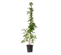 Plant in a Box - Campsis radicans 'Flava' XL - Plante de jardin - Plante grimpante - 17 cm - Hauteur 110 cm