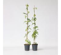 Plant in a Box - Campsis radicans XL - lot de 2 - plante de jardin - plante grimpante - Orange - ⌀17 cm - Hauteur 110-120 cm