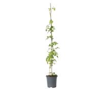 Plant in a Box - Campsis radicans XL - Plante de jardin - Plante grimpante - Orange - ⌀17 cm - Hauteur 110-120 cm