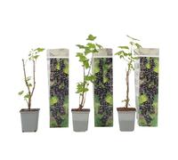 Plant in a Box - Cassissier - Set de 3 - Ribes Nigrum - Hauteur 25-40cm - Pot 9cm - Plante Fruitière Rustique - Noir