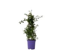 Plant in a Box - Ceanothus thyrsiflorus Repens - Céanothe à fleurs en thyrses - Feuilles brillantes - Persistant - Pot 17cm - Hauteur 60-70cm