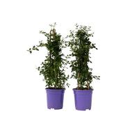 Plant in a Box - Ceanothus thyrsiflorus Repens - Set de 2 - Céanothe à fleurs en thyrses - Feuilles brillantes - Persistant - Pot 17cm - Hauteur 60-70cm