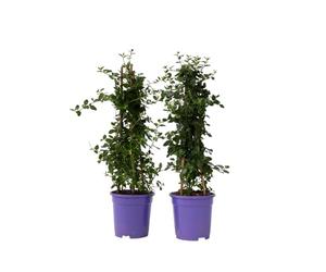 Plant in a Box - Ceanothus thyrsiflorus Repens - Set de 2 - Céanothe à fleurs en thyrses - Feuilles brillantes - Persistant - Pot 17cm - Hauteur 60-70cm