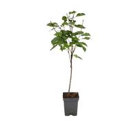 Plant in a Box - Cerisier - Prunus avium 'Stella' - Hauteur 90-110cm - Pot 23cm - Arbre fruitier rustique - Cerise douce