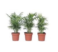 Plant in a Box - Chamaedorea elegans - Set de 3 - Palmier nain - Plante d'appartement - Pot 12cm - Hauteur 30-40cm