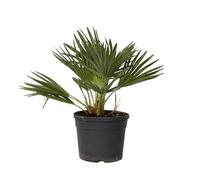 Plant in a Box - Chamaerops Humilis 'Volcan' - Palmier nain - Pot 19cm - Hauteur 35-45cm