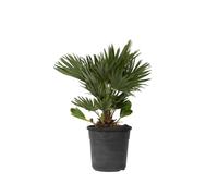 Plant in a Box - Chamaerops Humilis 'Volcan' - Palmier nain - Pot 24cm - Hauteur 45-55cm