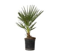 Plant in a Box - Chamaerops Humulis - Palmier nain européen - Pot 15cm - Hauteur 50-60cm