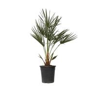 Plant in a Box - Chamaerops Humulis - Palmier nain européen - Pot 21cm - Hauteur 70-80cm
