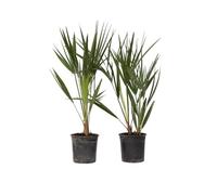 Plant in a Box - Chamaerops Humulis - Palmier nain européen - Set de 2 - Pot 15cm - Hauteur 50-60cm