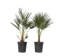 Plant in a Box - Chamaerops Humulis - Set de 2 - Palmier nain européen - Pot 21cm - Hauteur 70-80cm