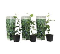 Plant in a Box - Citrus aurantifolia Limette - Citronnier - Set de 3 - Pot 9cm - Hauteur 25-40cm - Plante en bacs