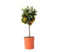 Plant in a Box - Citrus Calamondin - Agrume - Pot 19cm - Hauteur 55-65cm