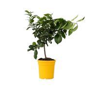Plant in a Box - Citrus Limon - Citronnier arbre comestible fruitier - Pot 19cm - Hauteur 60-70cm