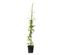 Plant in a Box - Clématite - Clematis 'Hagley Hybrid' - Hauteur 100-120cm - Pot 17cm - Plante Grimpante d’Extérieur - Rose