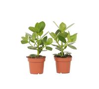 Plant in a Box - Clusia rosea 'Princesse' - Set de 2 - Plante d'intérieur robuste - Feuilles vertes - Pot 12cm - Hauteur 25-35cm