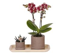 Plant in a Box - Coffret cadeau orchidée 'Cocktail S' - Phalaenopsis - Hauteur 30cm