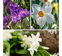 Plant in a Box - Coffret Jardin Ombragé - 50 bulbes pour l’ombre et la mi-ombre - Mélange de bulbes précoces avec chionodoxa, crocus & narcisse - Facile d’entretien & vivace