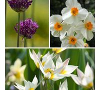 Plant in a Box - Coffret Jardin Sec - 35 bulbes pour lieux secs et ensoleillés - Mélange de bulbes précoces avec tulipe, narcisse et allium - Facile à entretenir & vivace